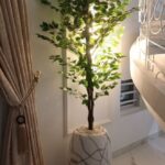 potted ficus tree