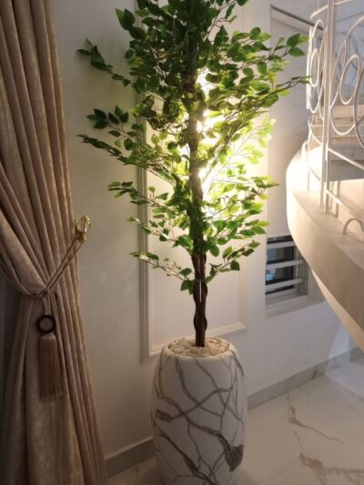 potted ficus tree