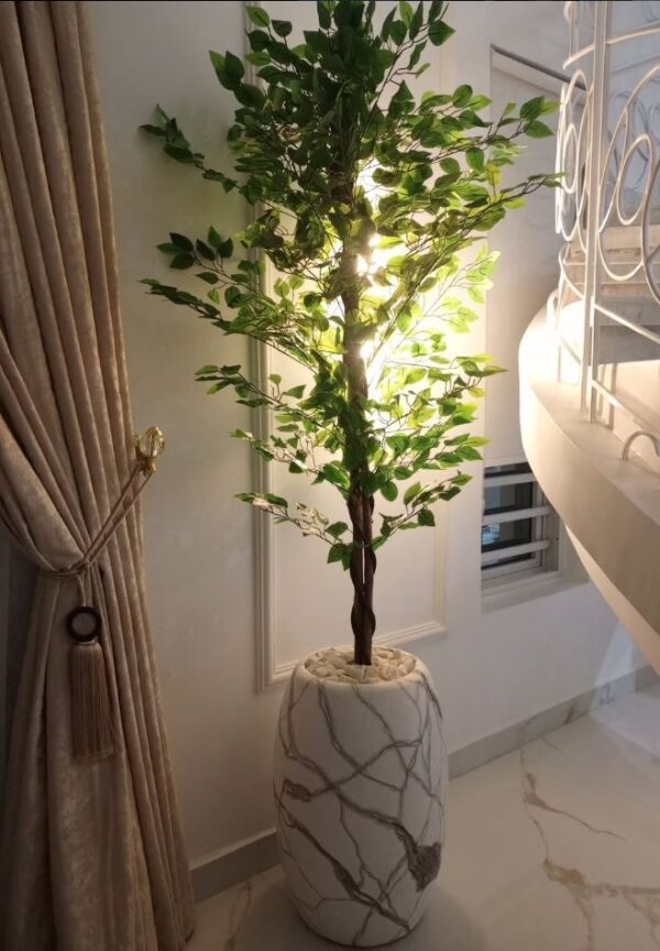 potted ficus tree