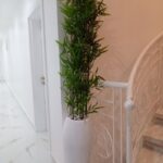 decorative bamboo plant