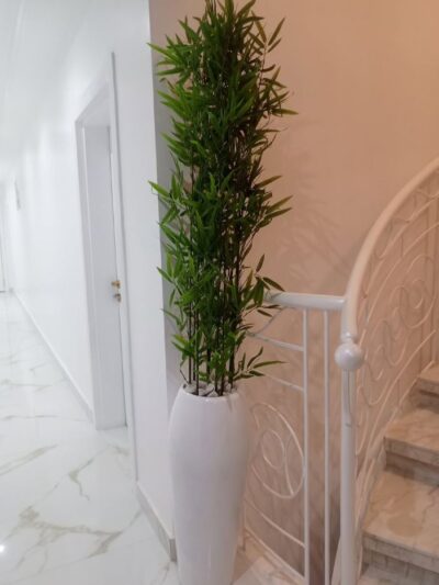 decorative bamboo plant