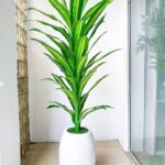 decorative indoor plant