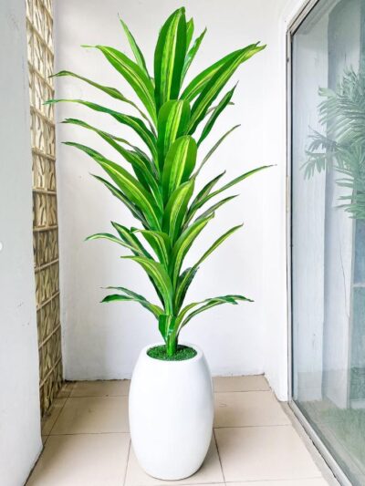 decorative indoor plant