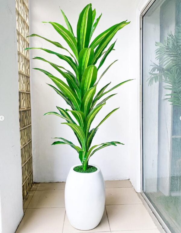 decorative indoor plant