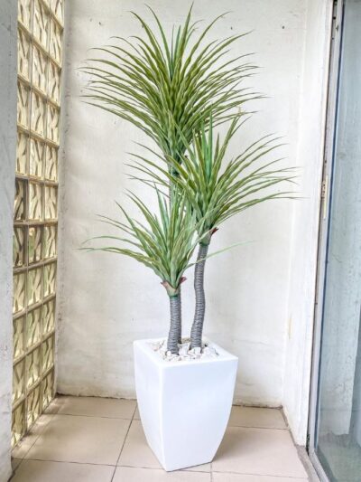 modern indoor plant