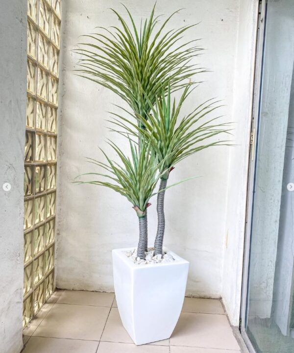 modern indoor plant