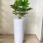 decorative indoor plant