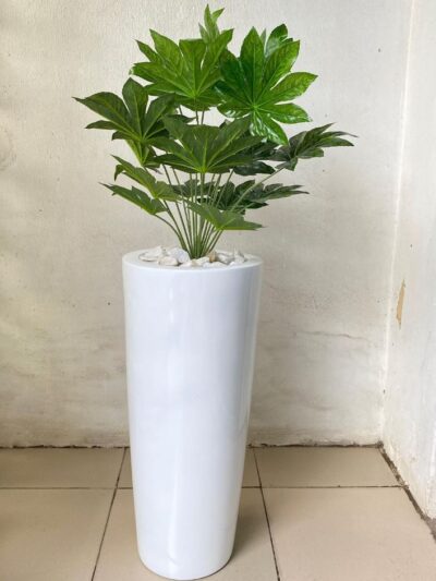 decorative indoor plant