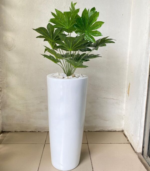 decorative indoor plant