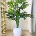 decorative indoor plant