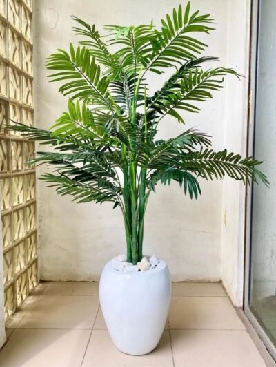 decorative indoor plant
