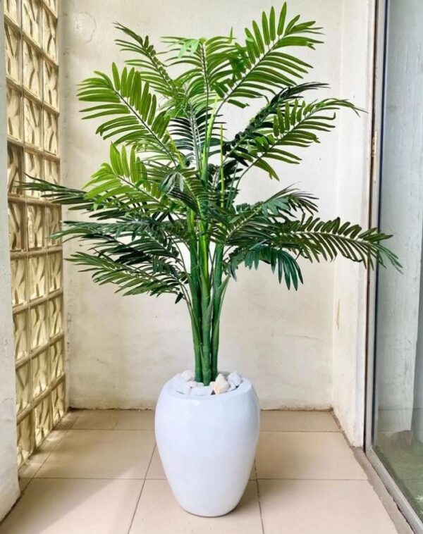 decorative indoor plant