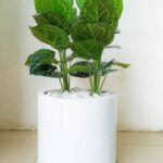 Artificial white taro plant