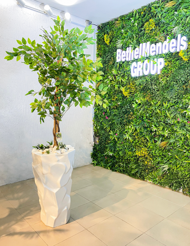 180CM Ficus