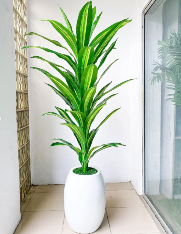 158CM Dracaena