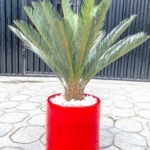 90CM CYCAS PALM