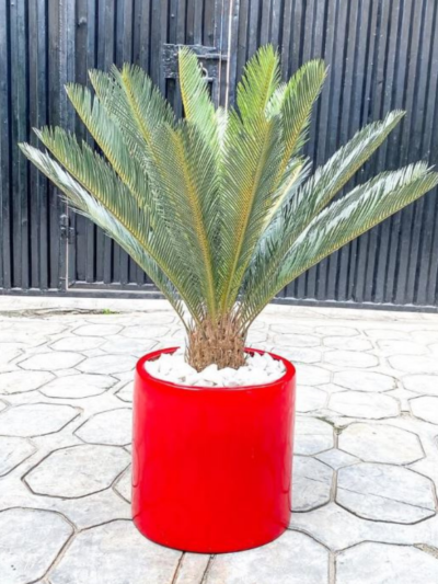 90CM CYCAS PALM
