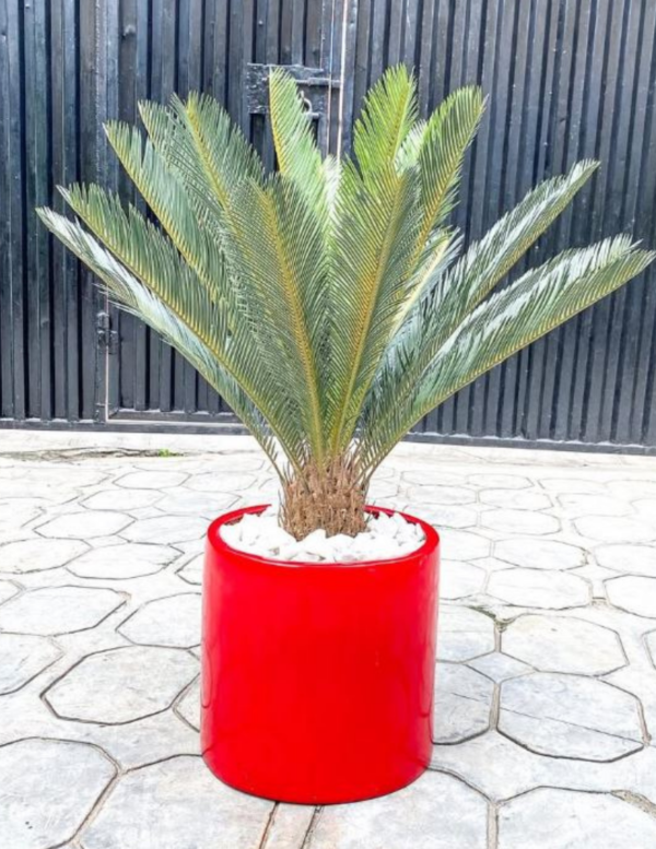 90CM CYCAS PALM