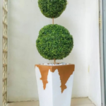 Boxwood Plant Potted,