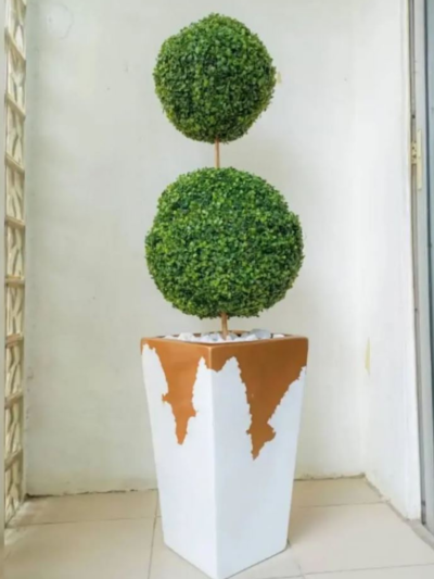 Boxwood Plant Potted,