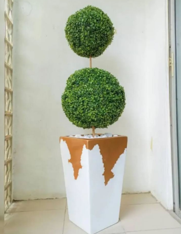 Boxwood Plant Potted,