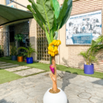 190cm Banana Tree Potted,