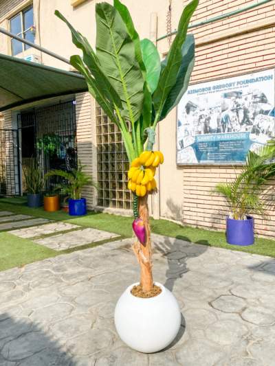 190cm Banana Tree Potted,