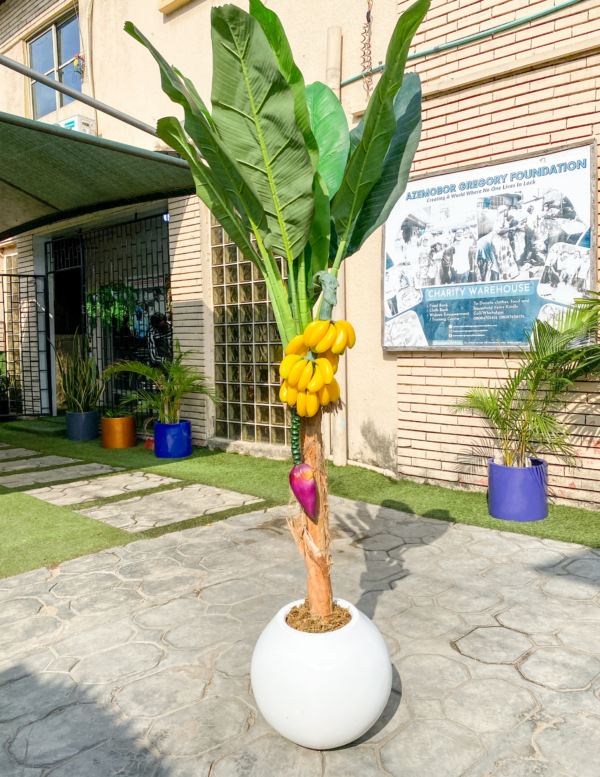 190cm Banana Tree Potted,