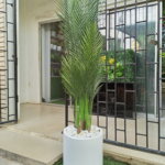 Five Stem Palm