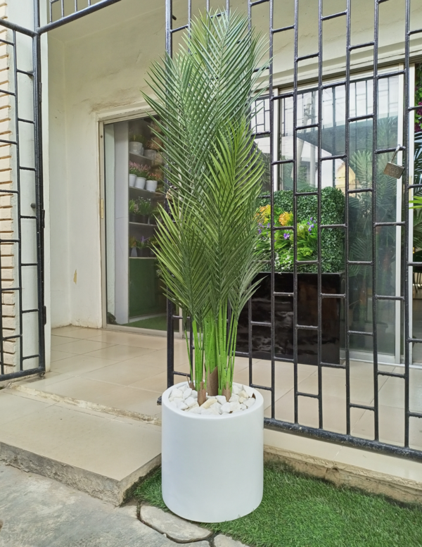 Five Stem Palm