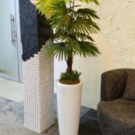 130cm Fan Palm Plant
