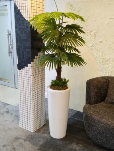 130cm Fan Palm Plant