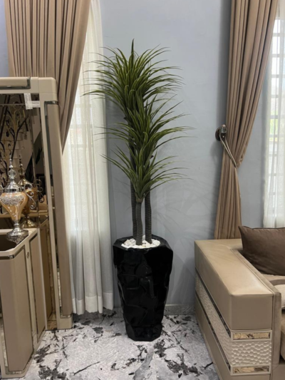 Yucca Plant