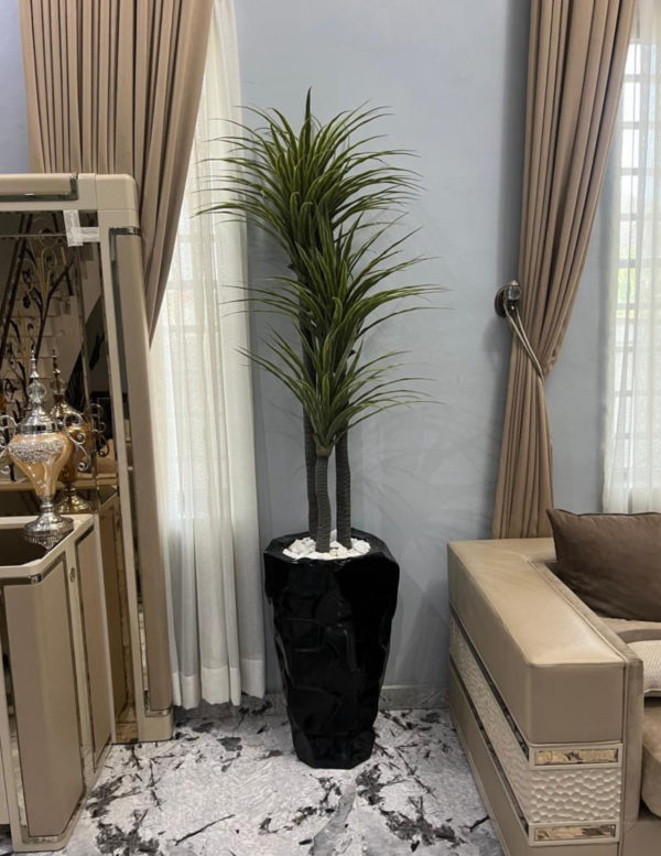 Yucca Plant