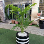 Single Palm Plant