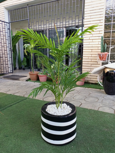 Single Palm Plant