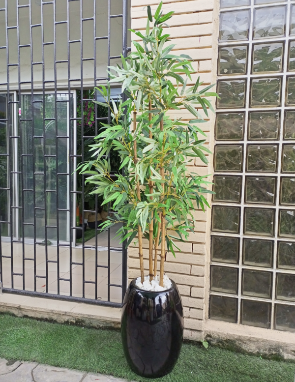 Bamboo Plant