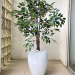 90cm Ficus Plant