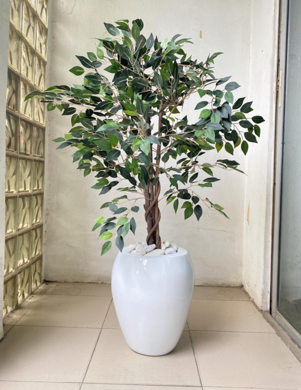90cm Ficus Plant