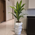 Dracaena Plant
