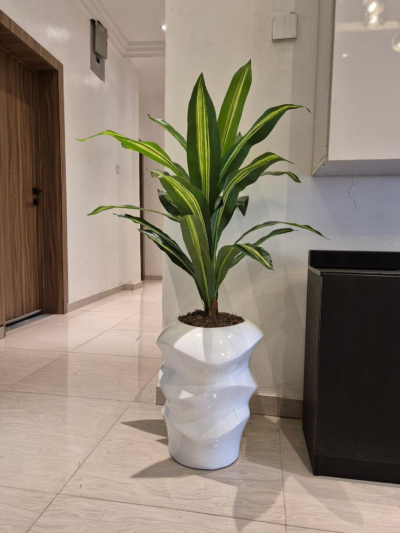 Dracaena Plant
