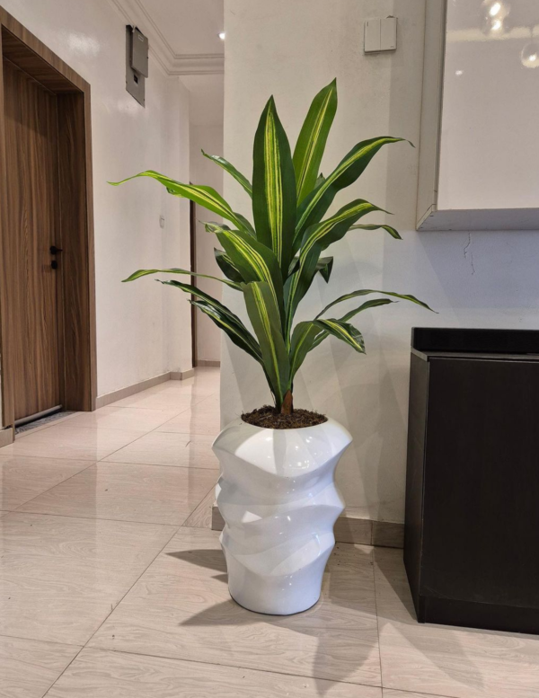 Dracaena Plant