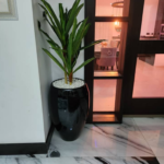 Dracaena Plant