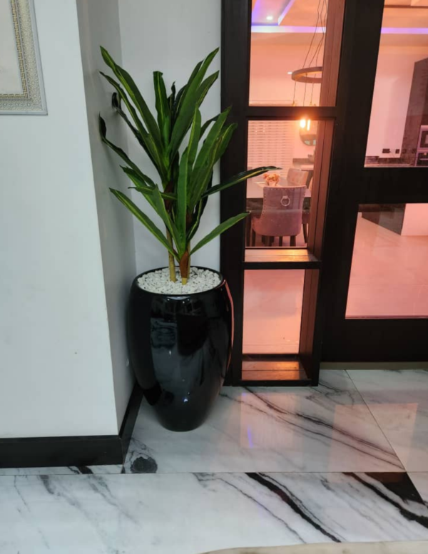 Dracaena Plant