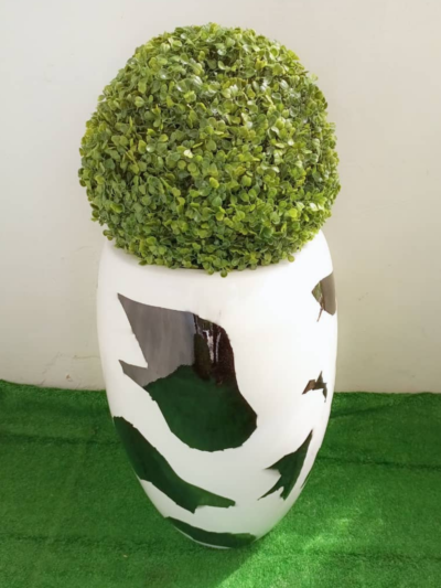 Boxwood Plant