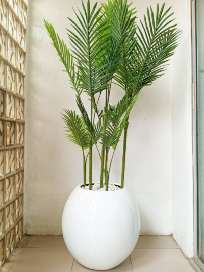 Six Stem Palm