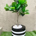 100cm Fiddle Leaves in 30cm Curved Mouth Cylinder Pot