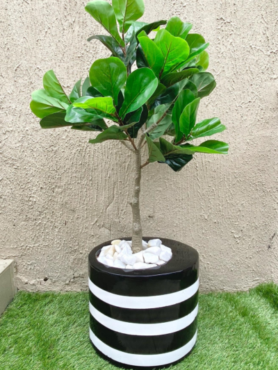 100cm Fiddle Leaves in 30cm Curved Mouth Cylinder Pot