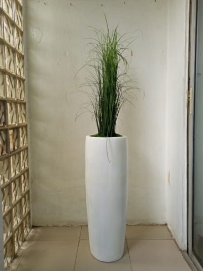 Grass Plant
