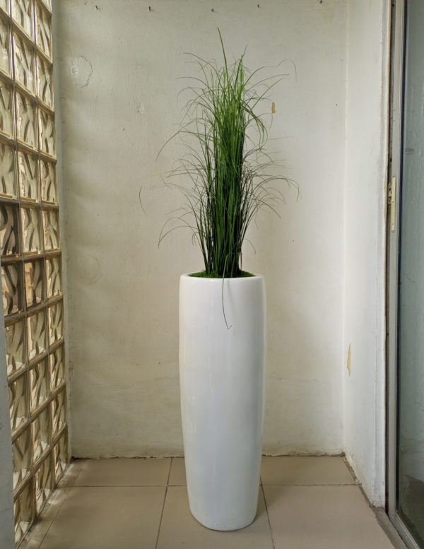 Grass Plant